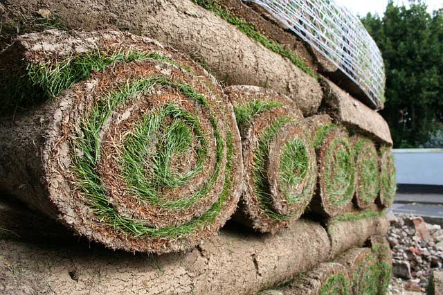 suppliers of turf